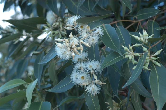 Eucalyptus robusta image