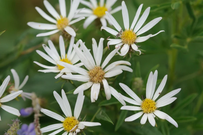 Eucephalus engelmannii image