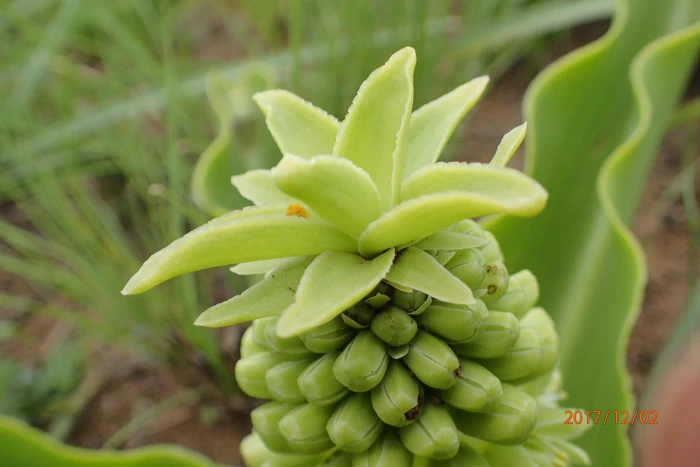 Eucomis autumnalis image