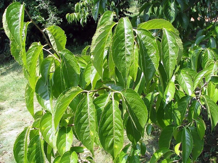 Eucommia ulmoides image