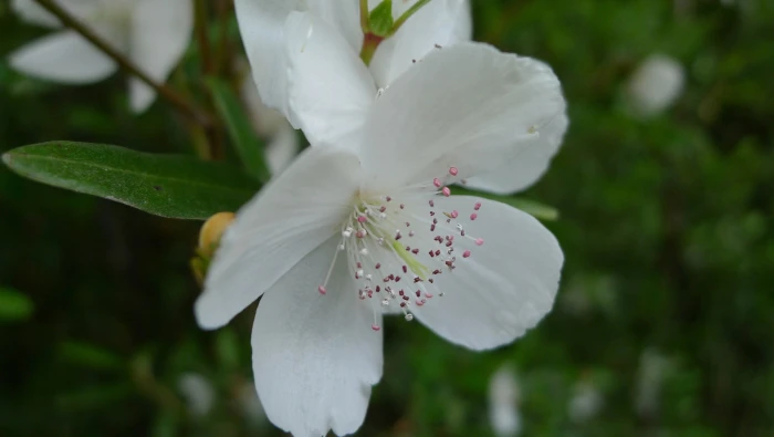 Eucryphia lucida image