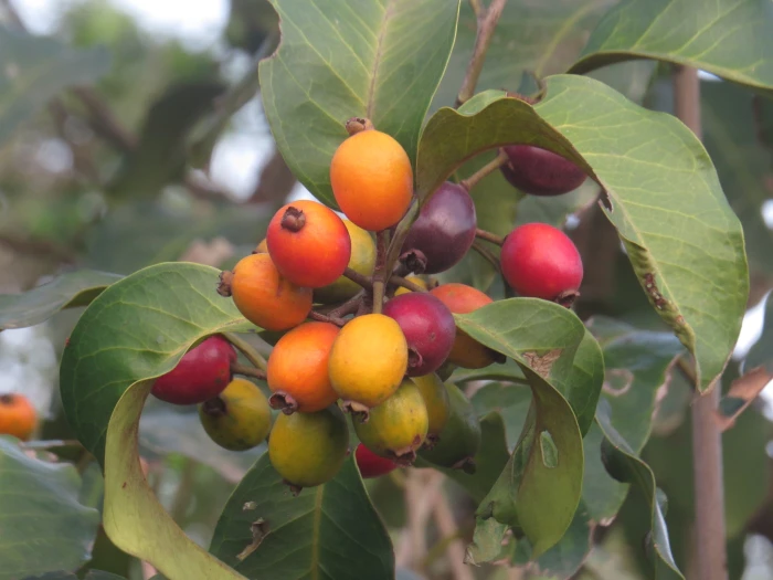 Eugenia cerasiflora image