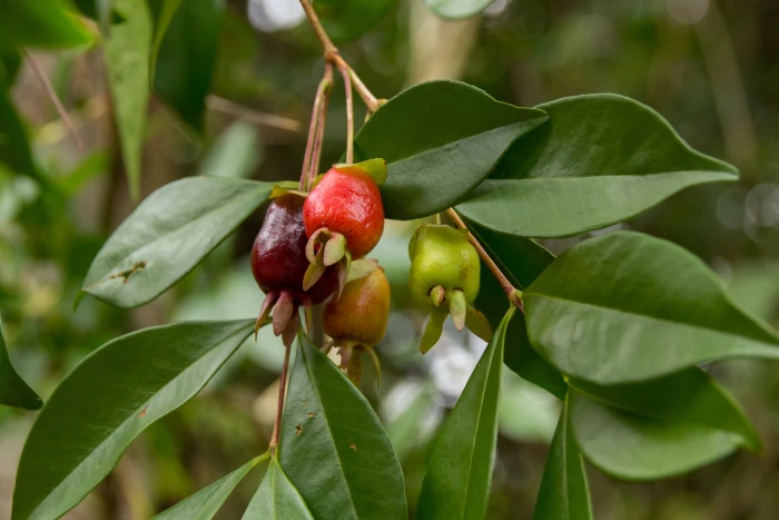 Eugenia involucrata image