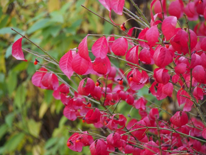 Euonymus alatus image