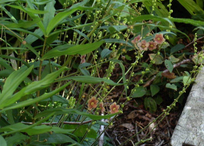 Euonymus cornutus image