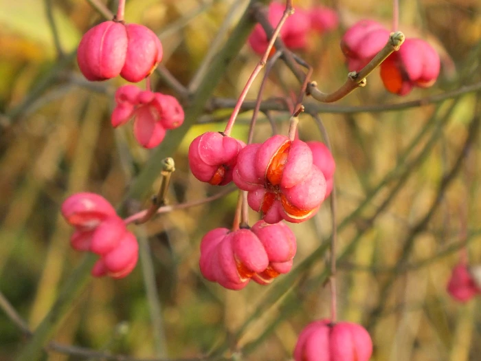 Euonymus europaeus image