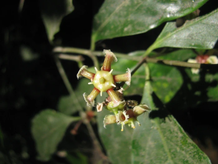 Euonymus indicus image