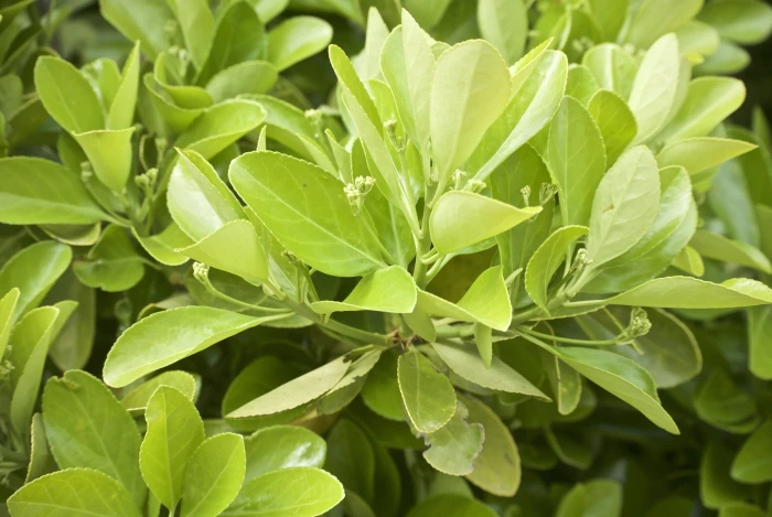 Euonymus japonicus image