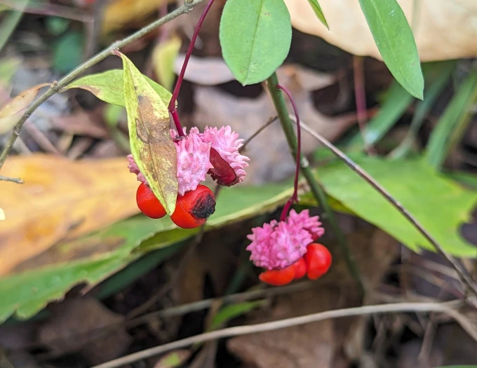 Euonymus obovatus image