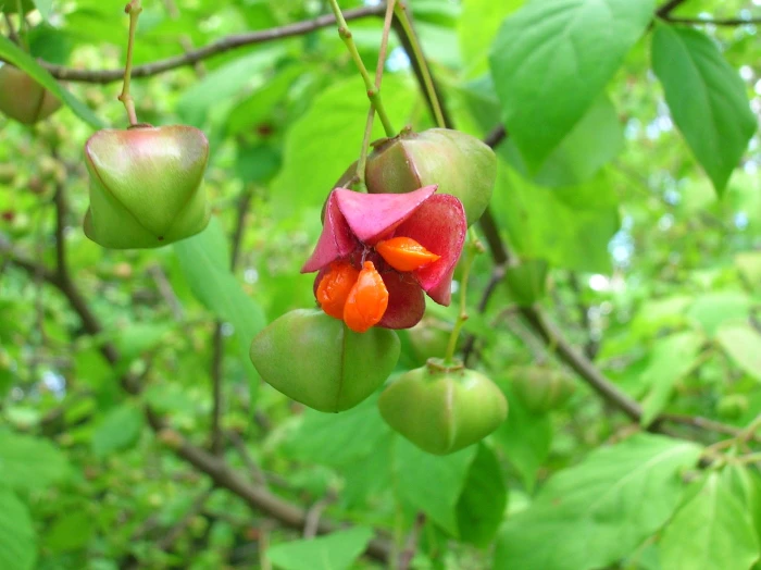 Euonymus sachalinensis image