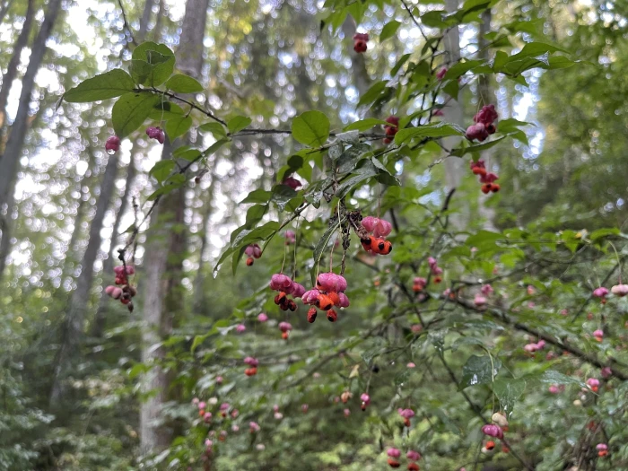 Euonymus verrucosus image