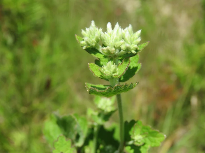 Eupatorium rotundifolium image