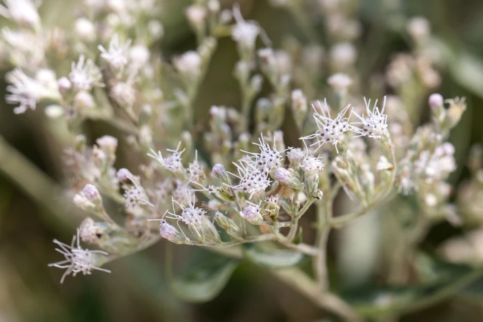 Eupatorium serotinum image