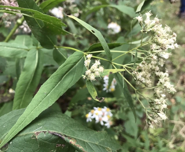 Eupatorium sessilifolium image