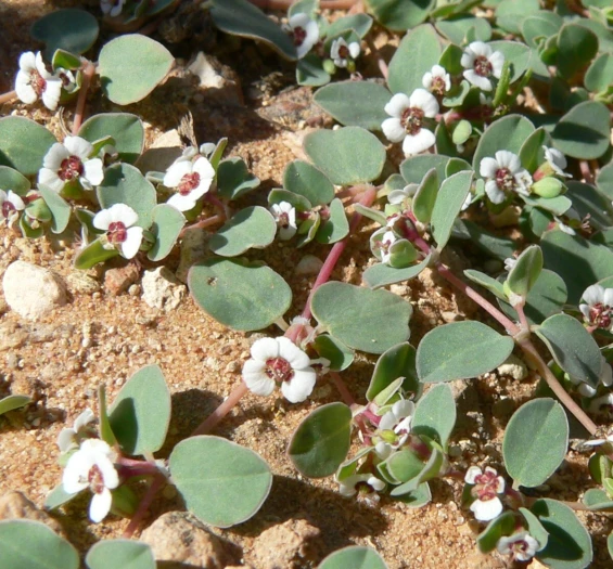 Euphorbia albomarginata image