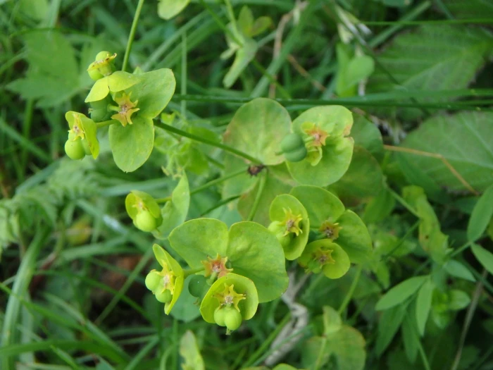 Euphorbia amygdaloides image