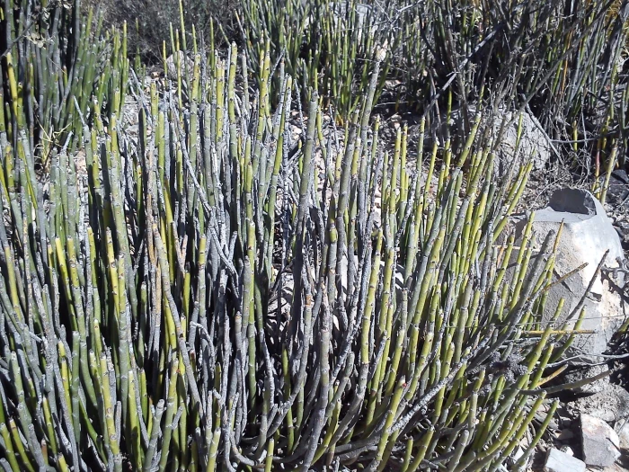 Euphorbia antisyphilitica image