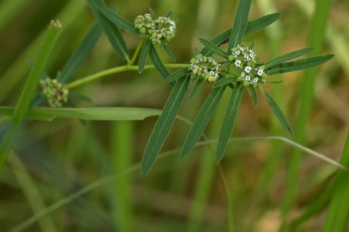 Euphorbia bifida image