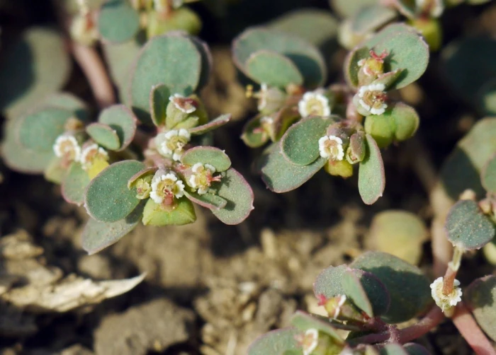 Euphorbia chamaesyce image