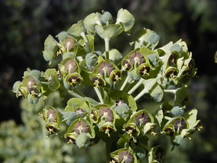 Euphorbia characias image