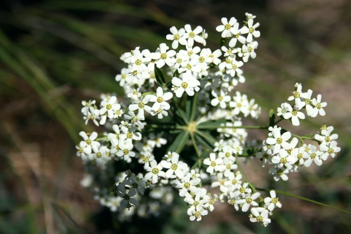 Euphorbia corollata image