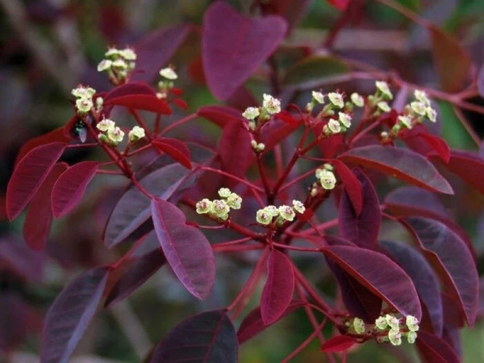 Euphorbia cotinifolia image