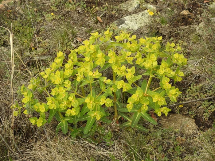 Euphorbia fischeriana image