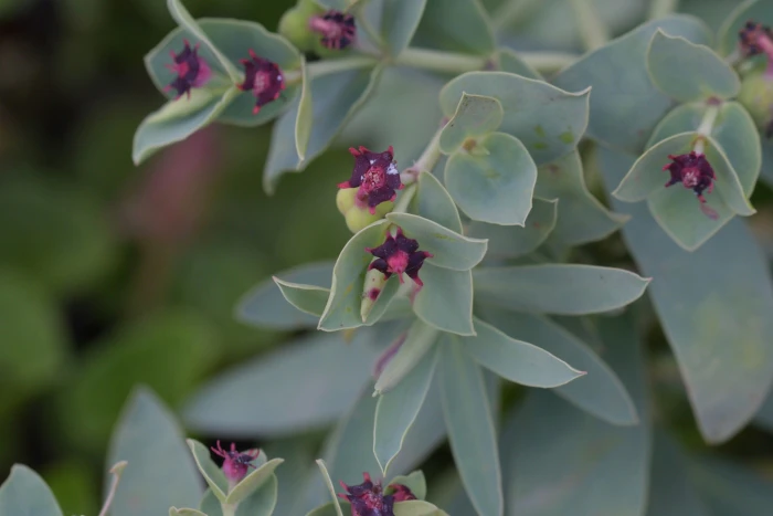 Euphorbia glauca image