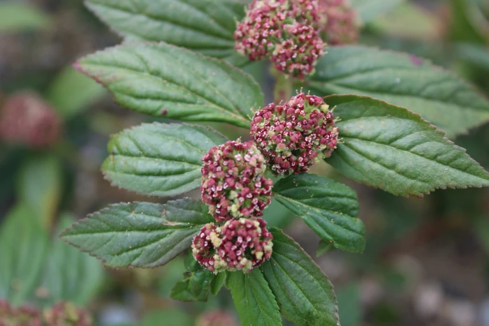 Euphorbia hirta image