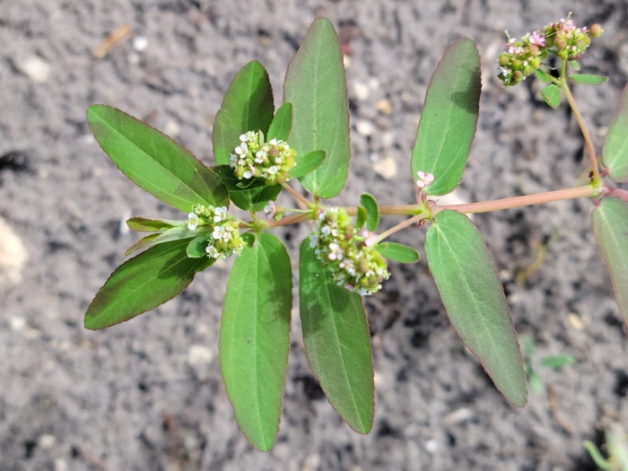 Euphorbia hypericifolia image