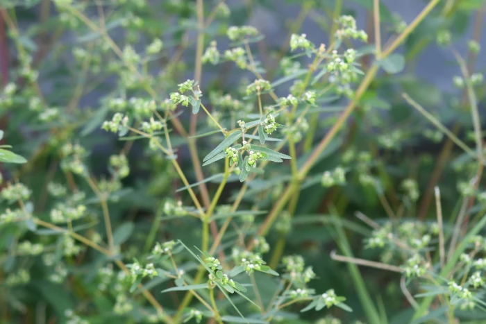 Euphorbia hyssopifolia image