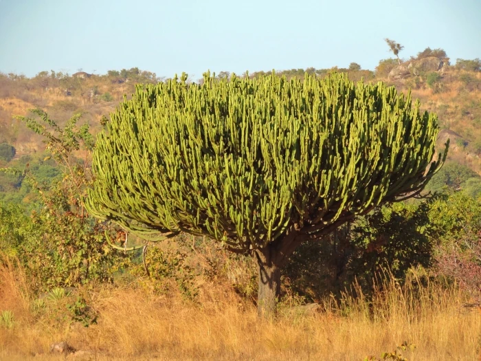 Euphorbia ingens image