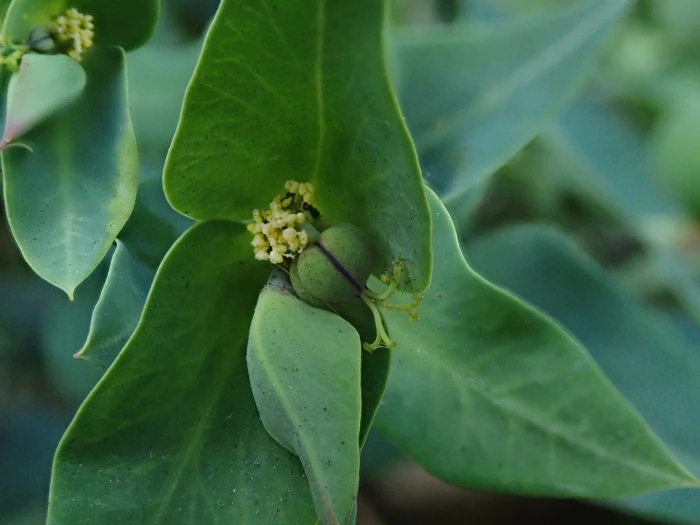 Euphorbia lathyris image