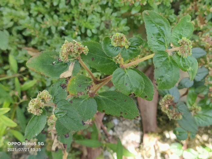 Euphorbia ophthalmica image