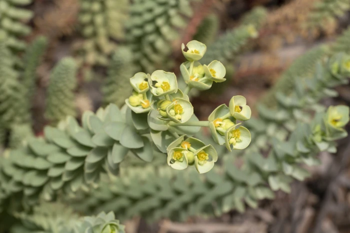 Euphorbia paralias image