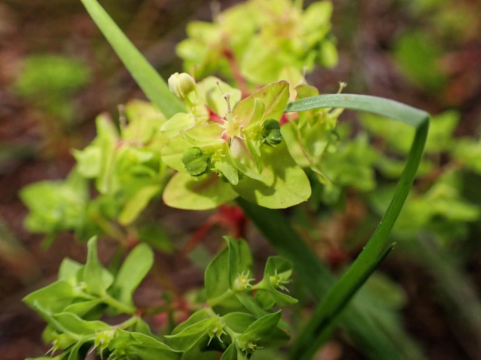 Euphorbia peplus image
