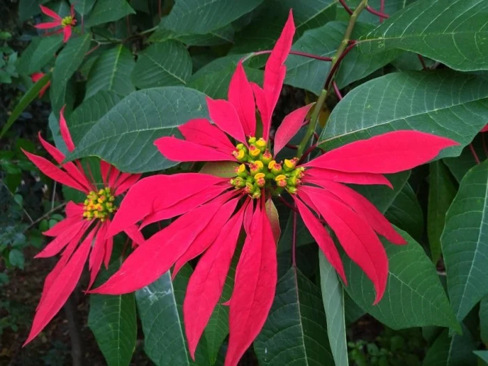 Euphorbia pulcherrima image