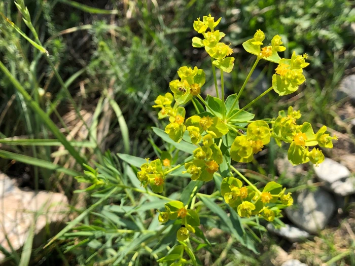 Euphorbia seguieriana image