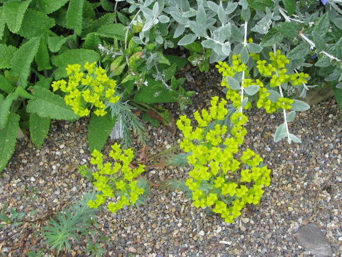 Euphorbia seguieriana subsp. niciciana image