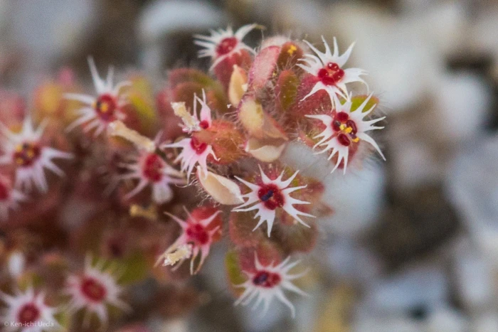 Euphorbia setiloba image