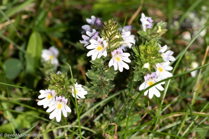 Euphrasia officinalis image