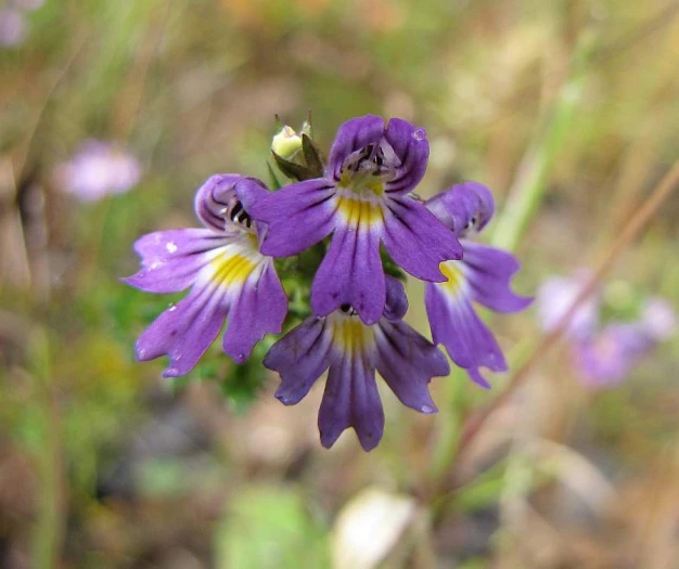 Euphrasia stricta image