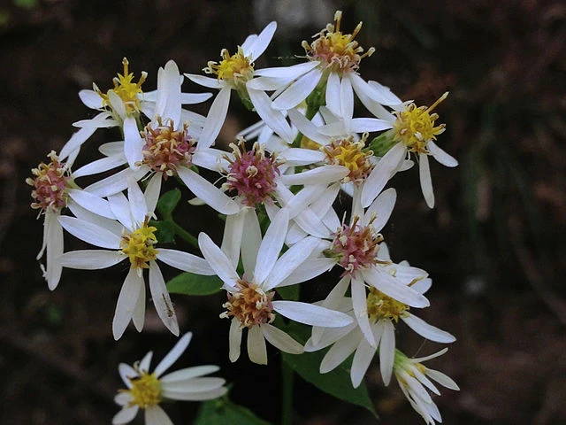 Eurybia divaricata image
