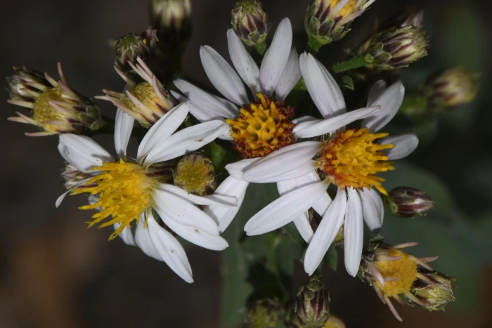 Eurybia glauca image