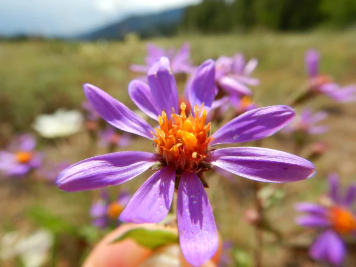 Eurybia integrifolia image