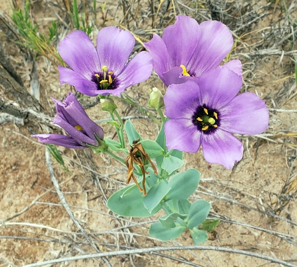 Eustoma exaltatum subsp. russellianum image