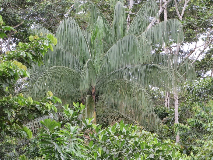 Euterpe precatoria image