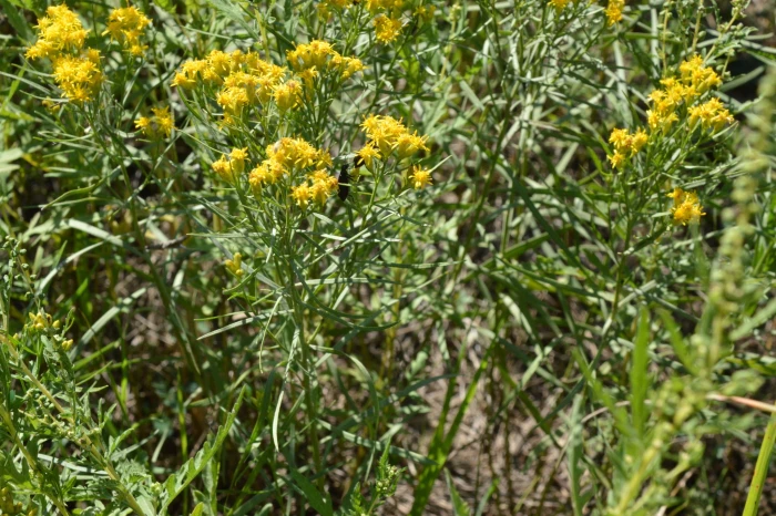 Euthamia gymnospermoides image