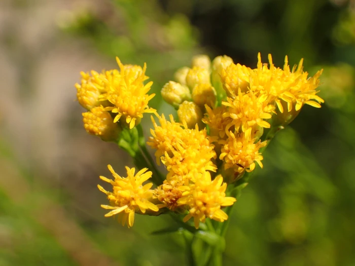 Euthamia occidentalis image