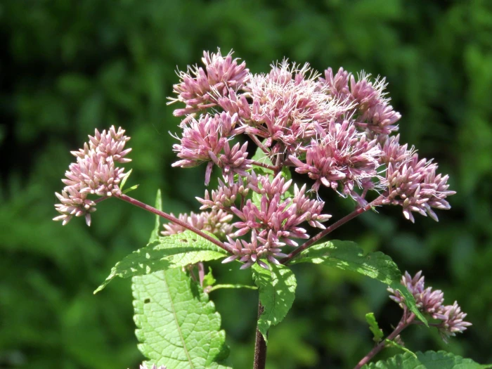 Eutrochium fistulosum image